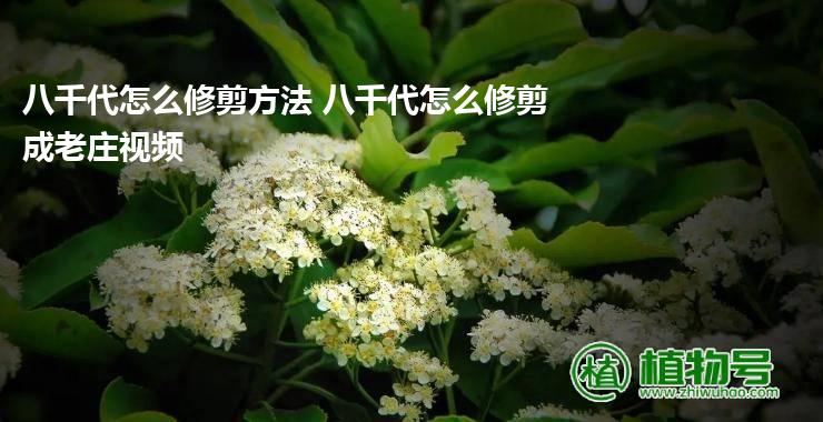 八千代怎么修剪方法 八千代怎么修剪成老庄视频