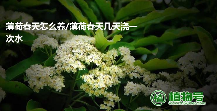 薄荷春天怎么养/薄荷春天几天浇一次水