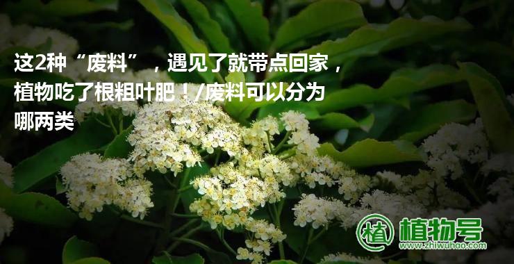 这2种“废料”，遇见了就带点回家，植物吃了根粗叶肥！/废料可以分为哪两类