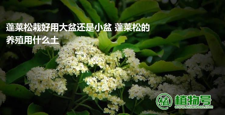 蓬莱松栽好用大盆还是小盆 蓬莱松的养殖用什么土