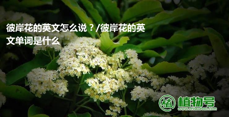 彼岸花的英文怎么说？/彼岸花的英文单词是什么