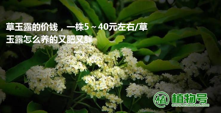 草玉露的价钱，一株5～40元左右/草玉露怎么养的又肥又胖