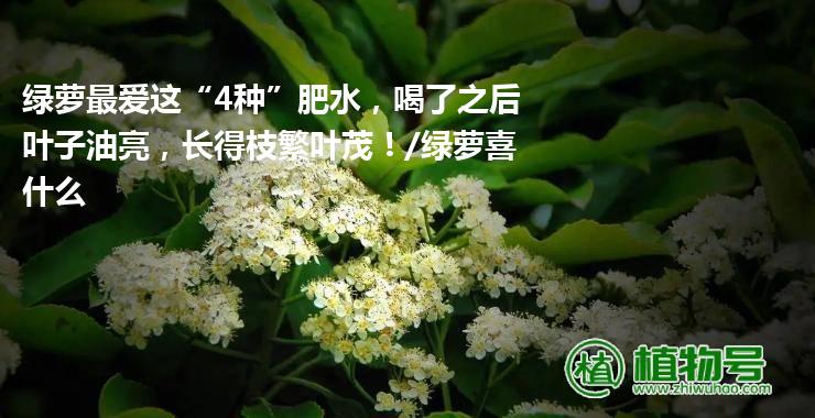 绿萝最爱这“4种”肥水，喝了之后叶子油亮，长得枝繁叶茂！/绿萝喜什么