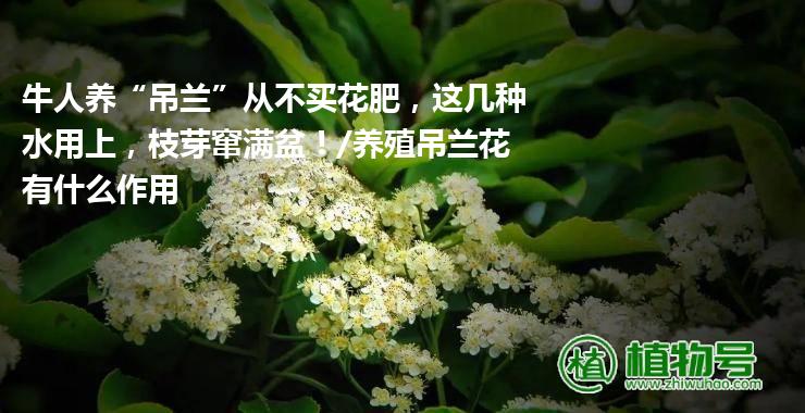 牛人养“吊兰”从不买花肥，这几种水用上，枝芽窜满盆！/养殖吊兰花有什么作用