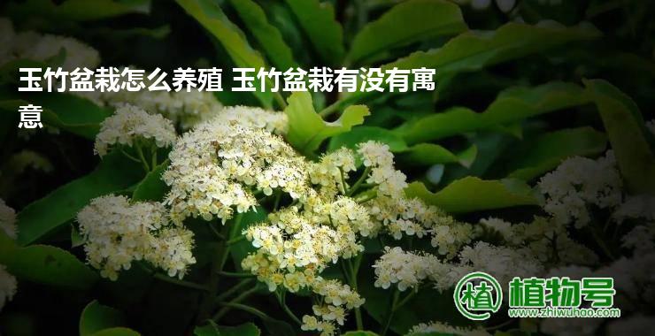 玉竹盆栽怎么养殖 玉竹盆栽有没有寓意