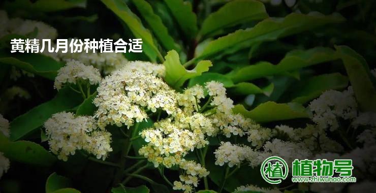 黄精几月份种植合适