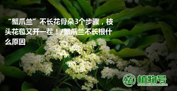 “蟹爪兰”不长花骨朵3个步骤，枝头花苞又开一茬！/蟹爪兰不长根什么原因