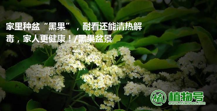 家里种盆“黑果”，耐看还能清热解毒，家人更健康！/黑果盆景