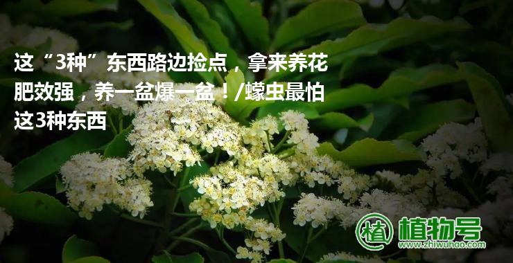 这“3种”东西路边捡点，拿来养花肥效强，养一盆爆一盆！/蠓虫最怕这3种东西