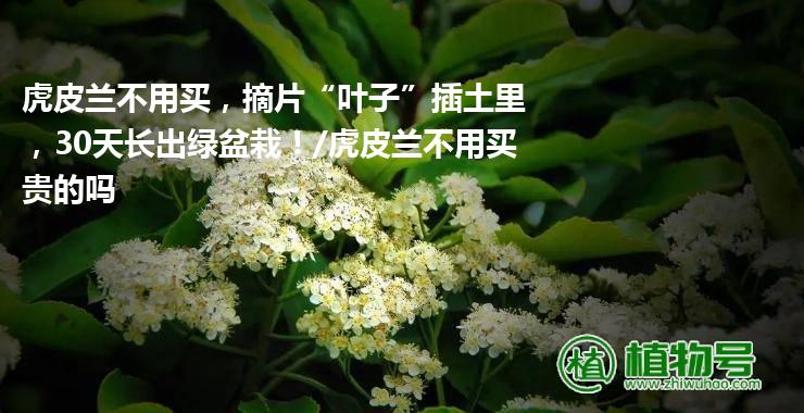 虎皮兰不用买，摘片“叶子”插土里，30天长出绿盆栽！/虎皮兰不用买贵的吗