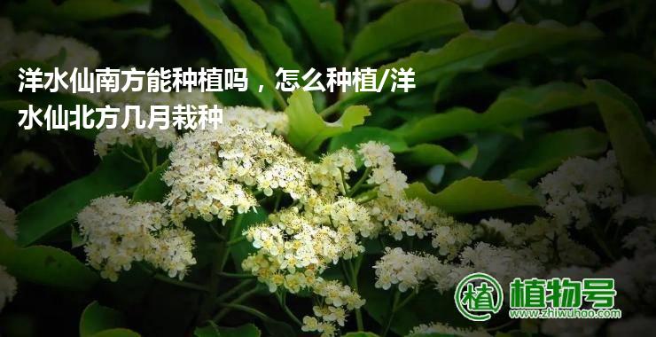 洋水仙南方能种植吗，怎么种植/洋水仙北方几月栽种