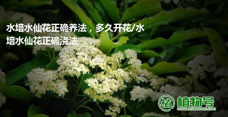 水培水仙花正确养法，多久开花/水培水仙花正确浇法