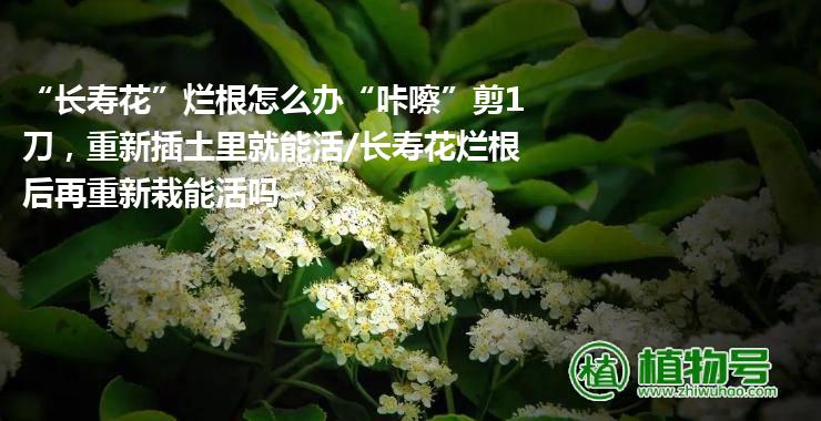 “长寿花”烂根怎么办“咔嚓”剪1刀，重新插土里就能活/长寿花烂根后再重新栽能活吗