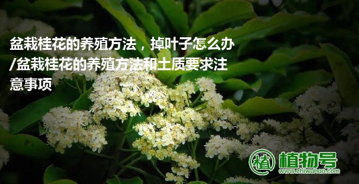 盆栽桂花的养殖方法，掉叶子怎么办/盆栽桂花的养殖方法和土质要求注意事项