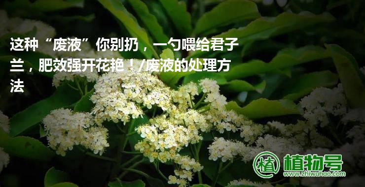 这种“废液”你别扔，一勺喂给君子兰，肥效强开花艳！/废液的处理方法