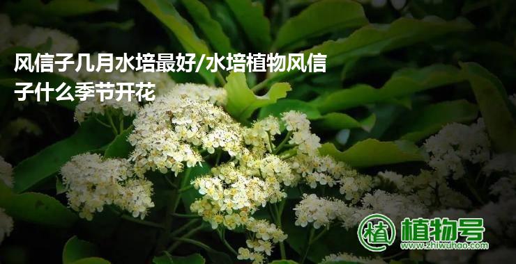 风信子几月水培最好/水培植物风信子什么季节开花