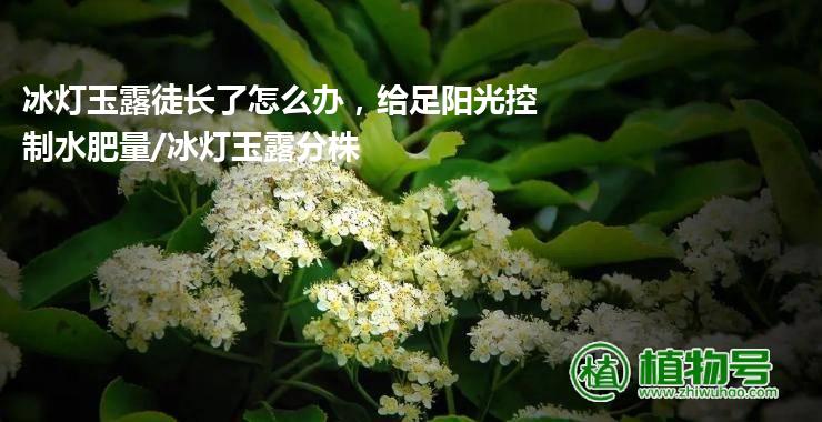 冰灯玉露徒长了怎么办，给足阳光控制水肥量/冰灯玉露分株