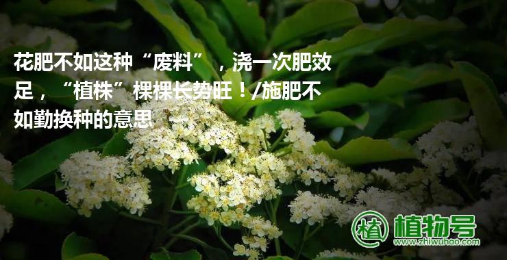 花肥不如这种“废料”，浇一次肥效足，“植株”棵棵长势旺！/施肥不如勤换种的意思