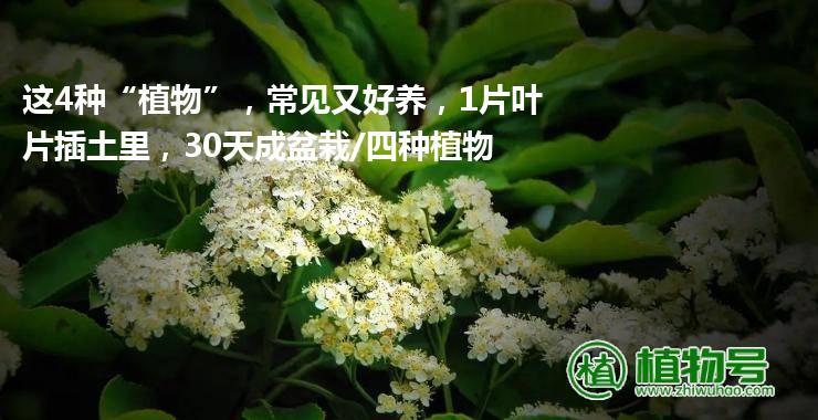 这4种“植物”，常见又好养，1片叶片插土里，30天成盆栽/四种植物