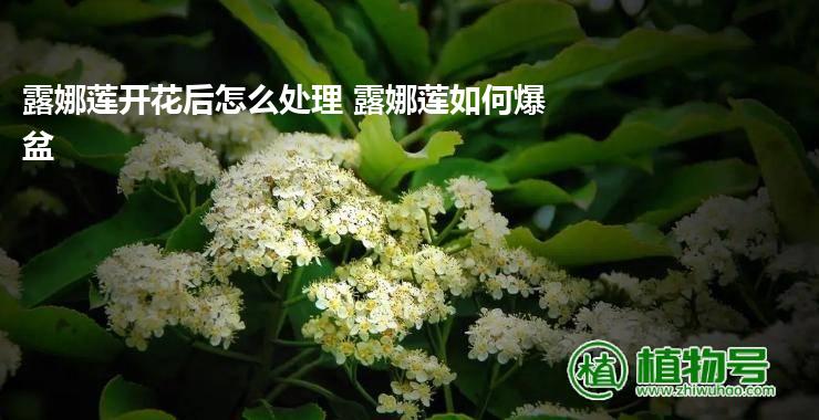 露娜莲开花后怎么处理 露娜莲如何爆盆