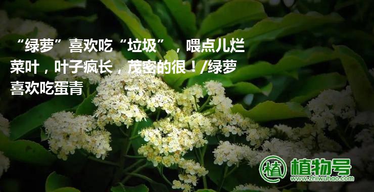 “绿萝”喜欢吃“垃圾”，喂点儿烂菜叶，叶子疯长，茂密的很！/绿萝喜欢吃蛋青