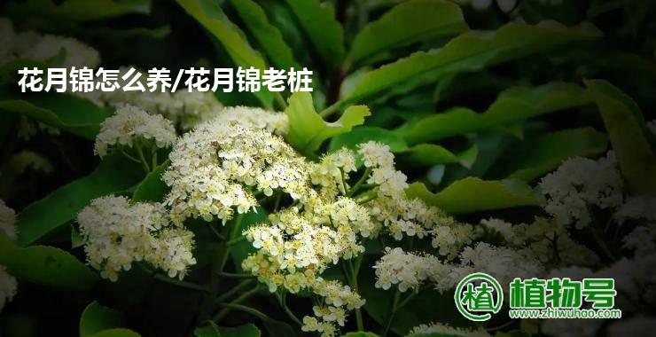 花月锦怎么养/花月锦老桩