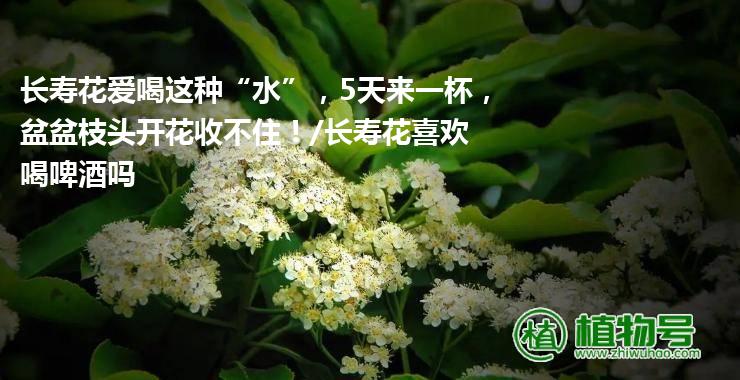 长寿花爱喝这种“水”，5天来一杯，盆盆枝头开花收不住！/长寿花喜欢喝啤酒吗