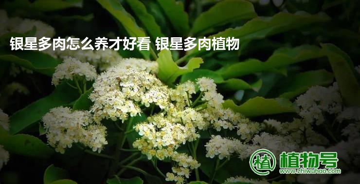 银星多肉怎么养才好看 银星多肉植物