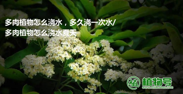 多肉植物怎么浇水，多久浇一次水/多肉植物怎么浇水夏天