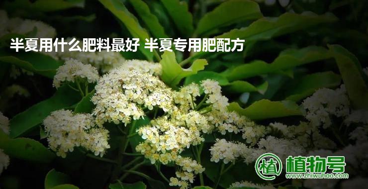 半夏用什么肥料最好 半夏专用肥配方