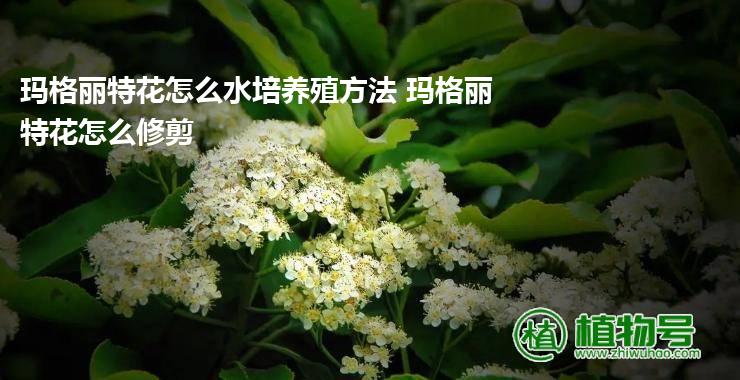 玛格丽特花怎么水培养殖方法 玛格丽特花怎么修剪