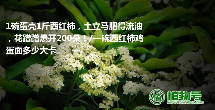 1碗蛋壳1斤西红柿，土立马肥得流油，花蹭蹭爆开200朵！/一碗西红柿鸡蛋面多少大卡