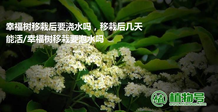 幸福树移栽后要浇水吗，移栽后几天能活/幸福树移栽要泡水吗