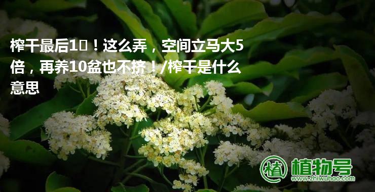 榨干最后1㎡！这么弄，空间立马大5倍，再养10盆也不挤！/榨干是什么意思