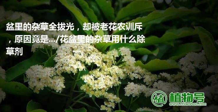 盆里的杂草全拔光，却被老花农训斥，原因竟是.../花盆里的杂草用什么除草剂