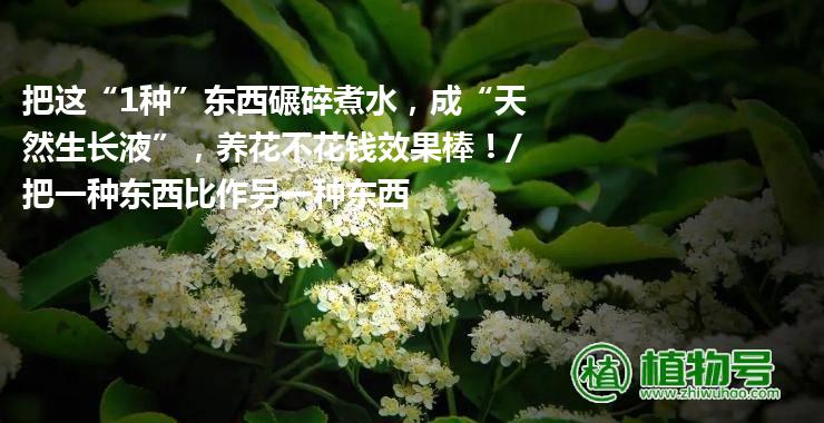 把这“1种”东西碾碎煮水，成“天然生长液”，养花不花钱效果棒！/把一种东西比作另一种东西