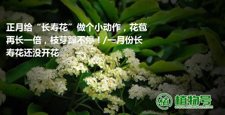 正月给“长寿花”做个小动作，花苞再长一倍，枝芽蹿不停！/一月份长寿花还没开花