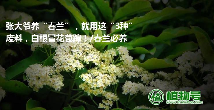 张大爷养“春兰”，就用这“3种”废料，白根冒花苞蹿！/春兰必养