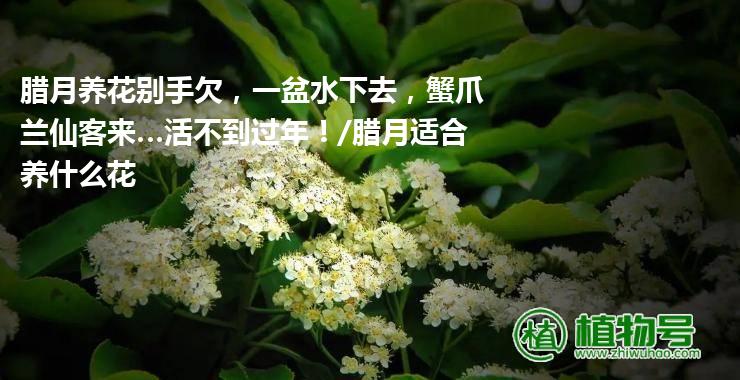 腊月养花别手欠，一盆水下去，蟹爪兰仙客来…活不到过年！/腊月适合养什么花