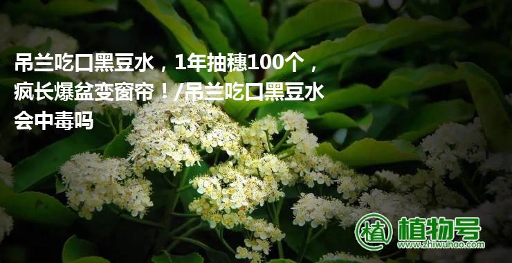 吊兰吃口黑豆水，1年抽穗100个，疯长爆盆变窗帘！/吊兰吃口黑豆水会中毒吗