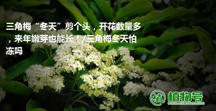 三角梅“冬天”剪个头，开花数量多，来年嫩芽也能长！/三角梅冬天怕冻吗