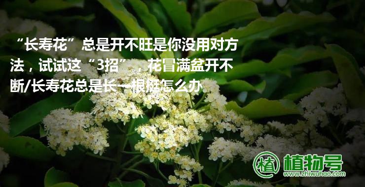 “长寿花”总是开不旺是你没用对方法，试试这“3招”，花冒满盆开不断/长寿花总是长一根挺怎么办