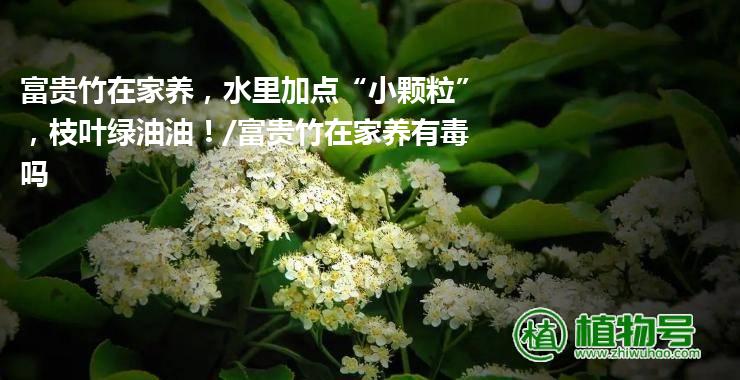 富贵竹在家养，水里加点“小颗粒”，枝叶绿油油！/富贵竹在家养有毒吗