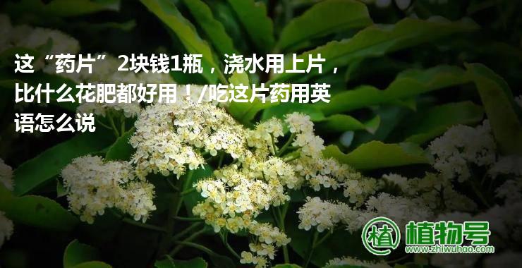 这“药片”2块钱1瓶，浇水用上片，比什么花肥都好用！/吃这片药用英语怎么说