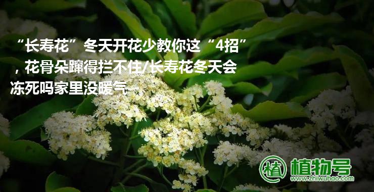 “长寿花”冬天开花少教你这“4招”，花骨朵蹿得拦不住/长寿花冬天会冻死吗家里没暖气