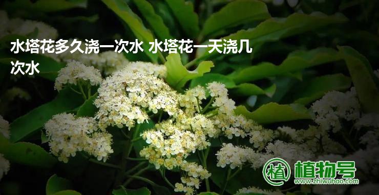 水塔花多久浇一次水 水塔花一天浇几次水