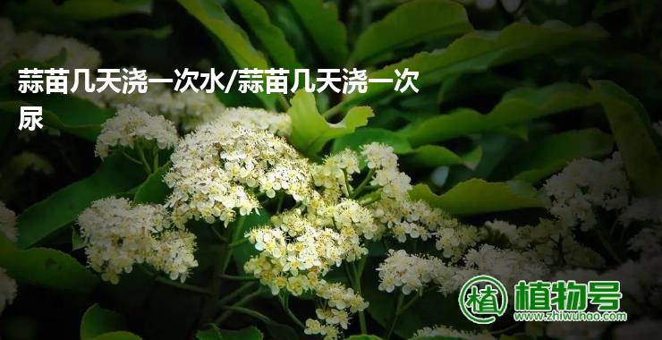 蒜苗几天浇一次水/蒜苗几天浇一次尿