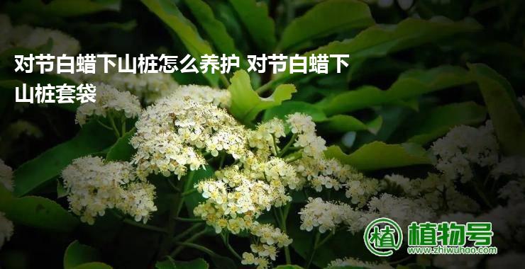 对节白蜡下山桩怎么养护 对节白蜡下山桩套袋