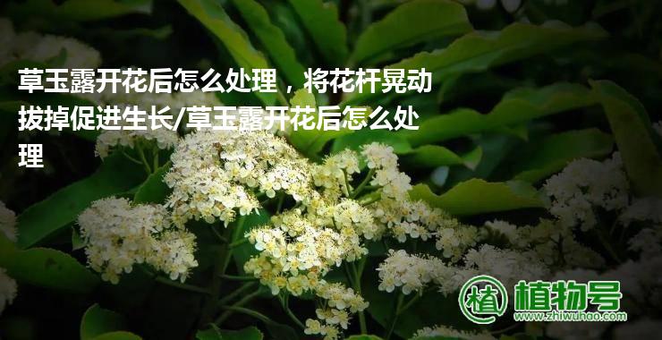 草玉露开花后怎么处理，将花杆晃动拔掉促进生长/草玉露开花后怎么处理