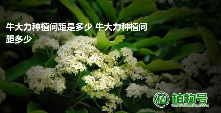 牛大力种植间距是多少 牛大力种植间距多少